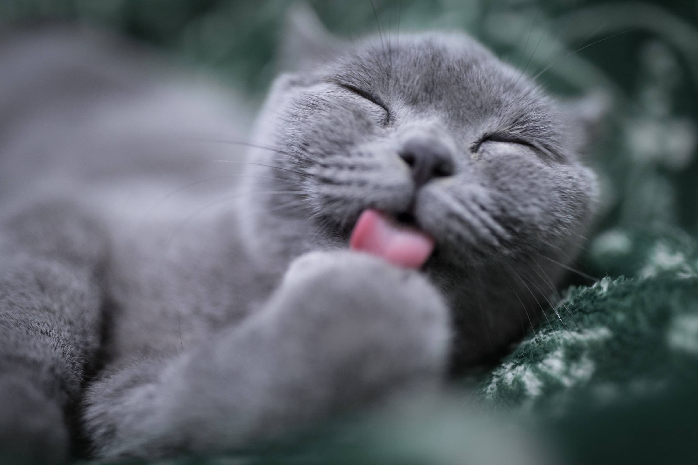 Grå Britisk Korthår kat slikker poten PFP Wallpapers