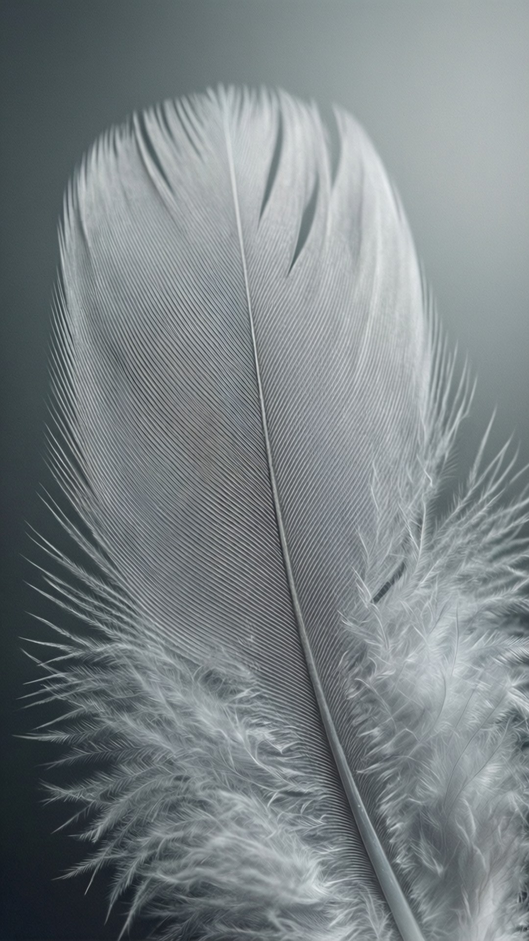 Grå fjer makro Wallpapers