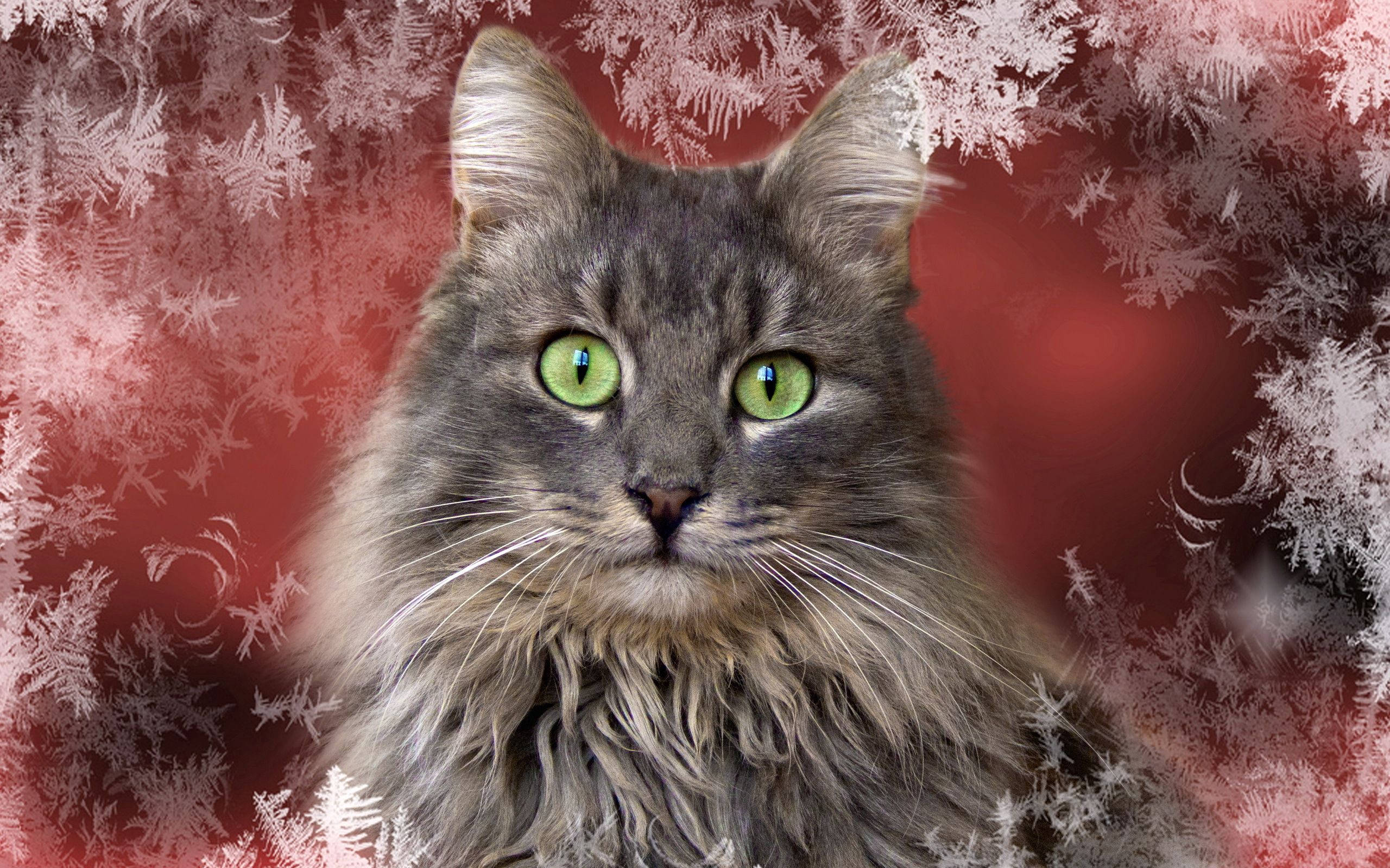 Grå kat fredeligt sammenrullet Wallpapers