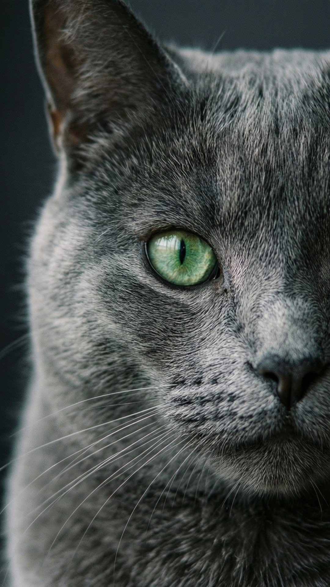 Grå kats blik Wallpapers
