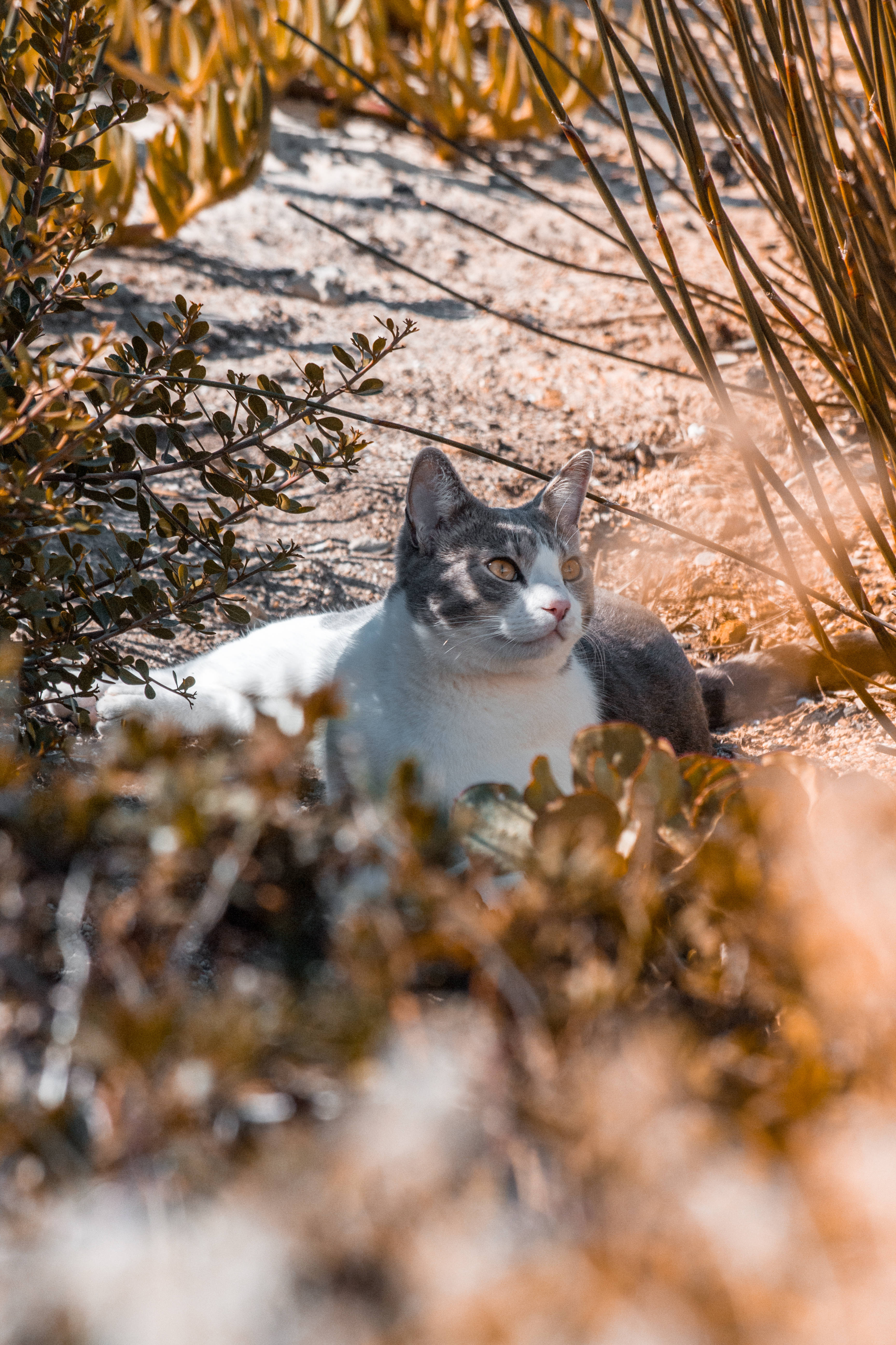 Grå og hvid æstetisk kat Wallpapers