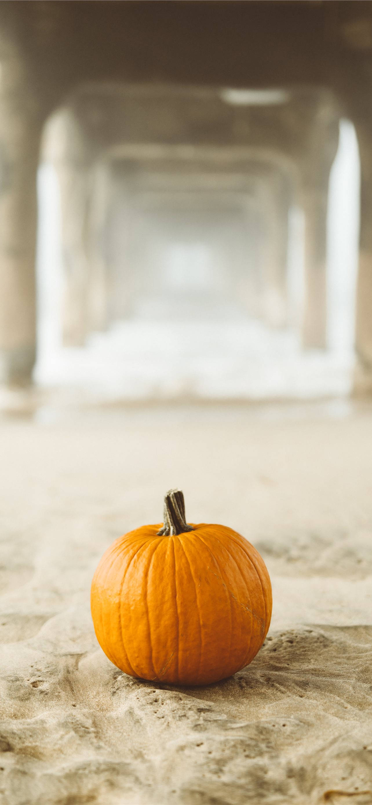 Græskar på sand Thanksgiving iPhone Wallpapers