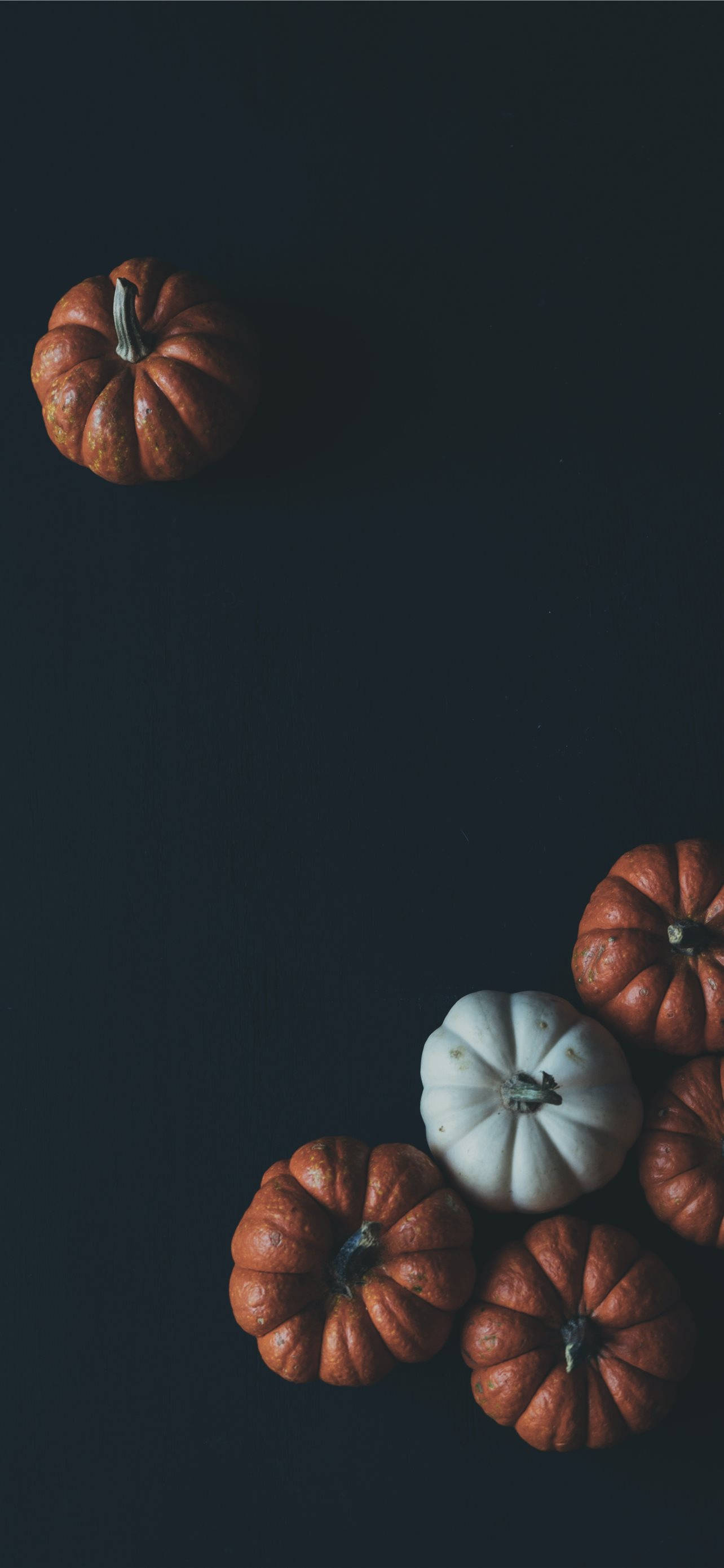 Græskar På Sort Baggrund Thanksgiving iPhone Wallpapers