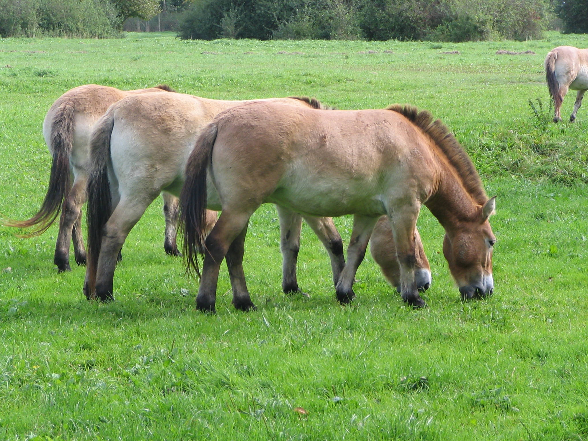 Græssende Przewalski-hest Wallpapers