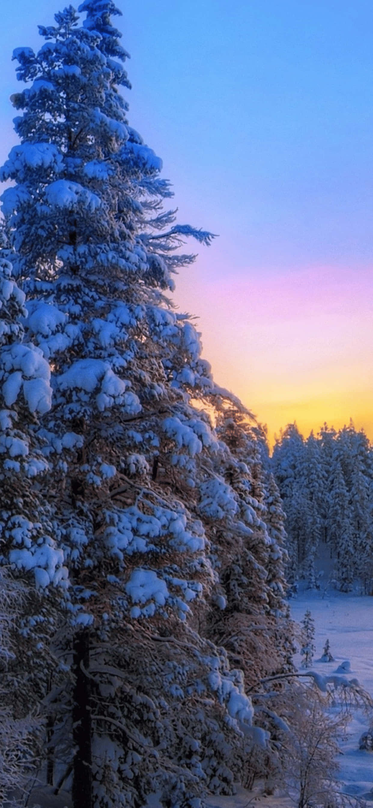 Grantræ Med Sne iPhone XS Max Vinter Baggrund Wallpapers