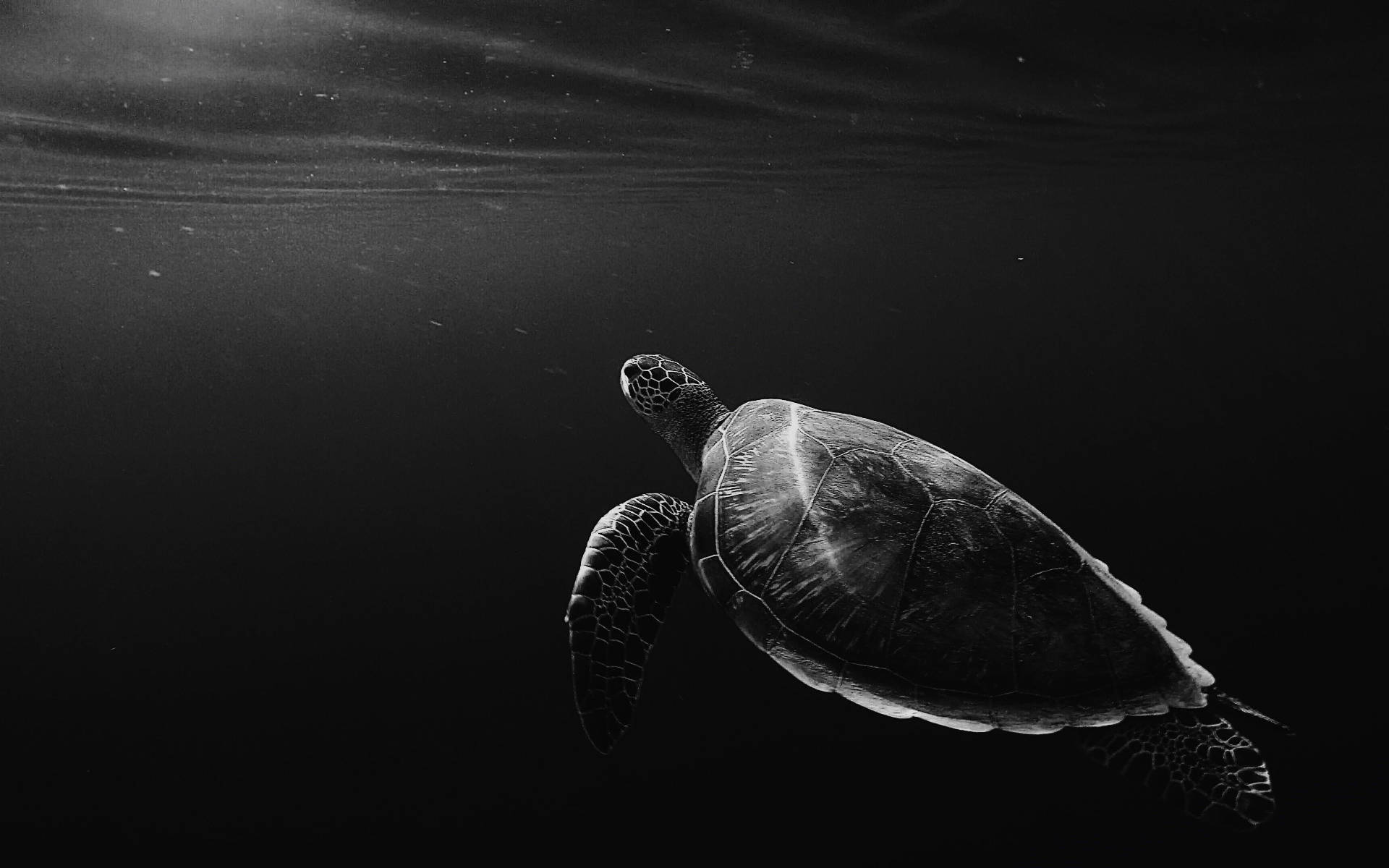 Gråtone sej skildpadde under havet Wallpapers