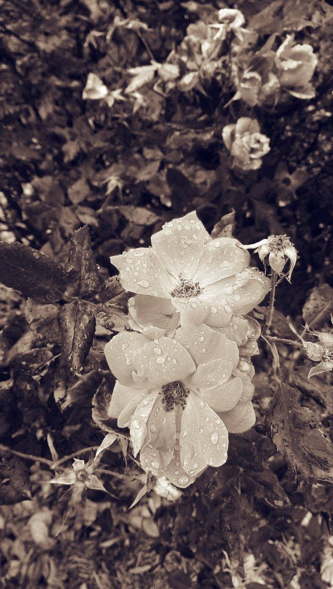 Gråtonede blomster Floral iPhone Wallpapers