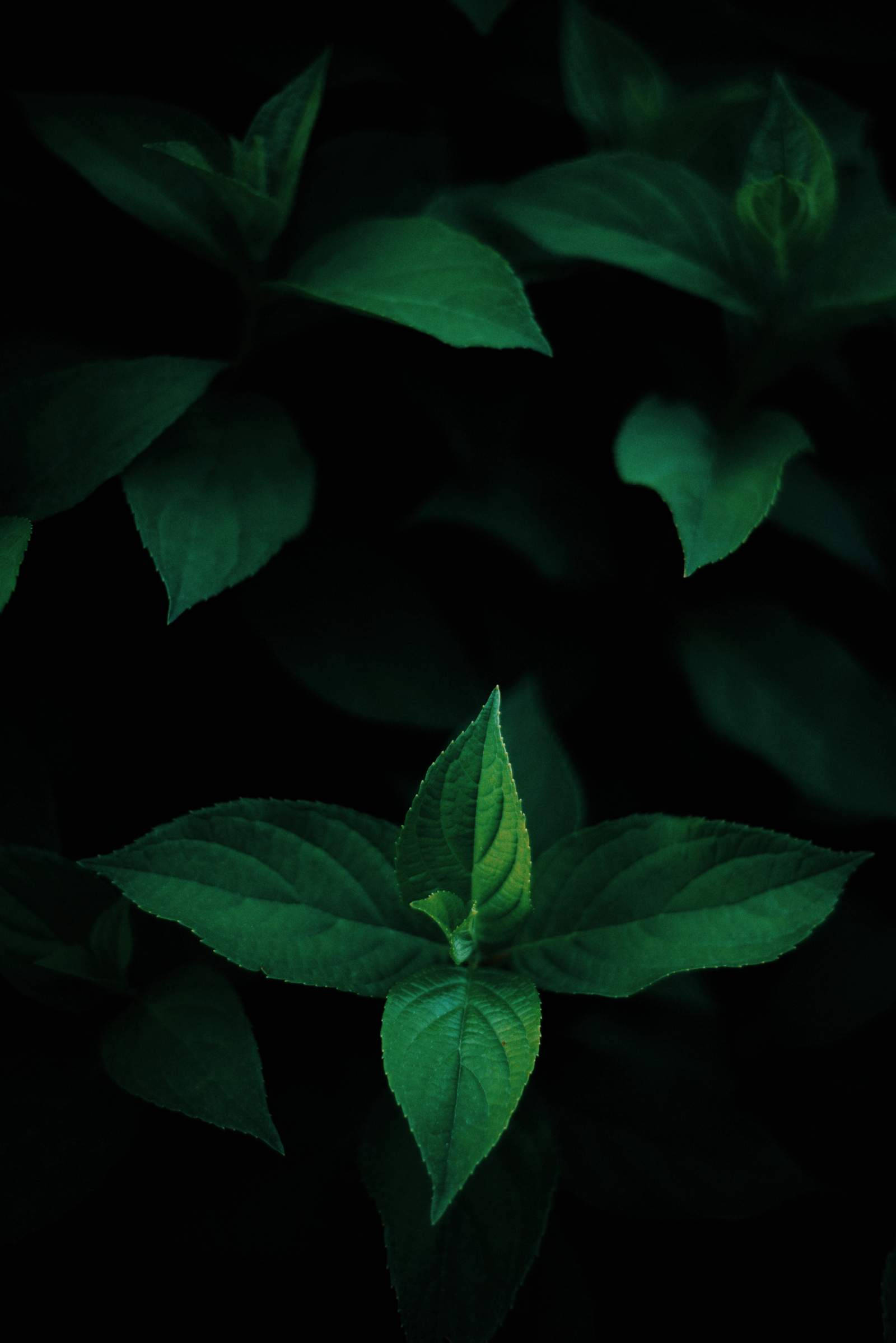 Green Leaves OLED Wallpapers