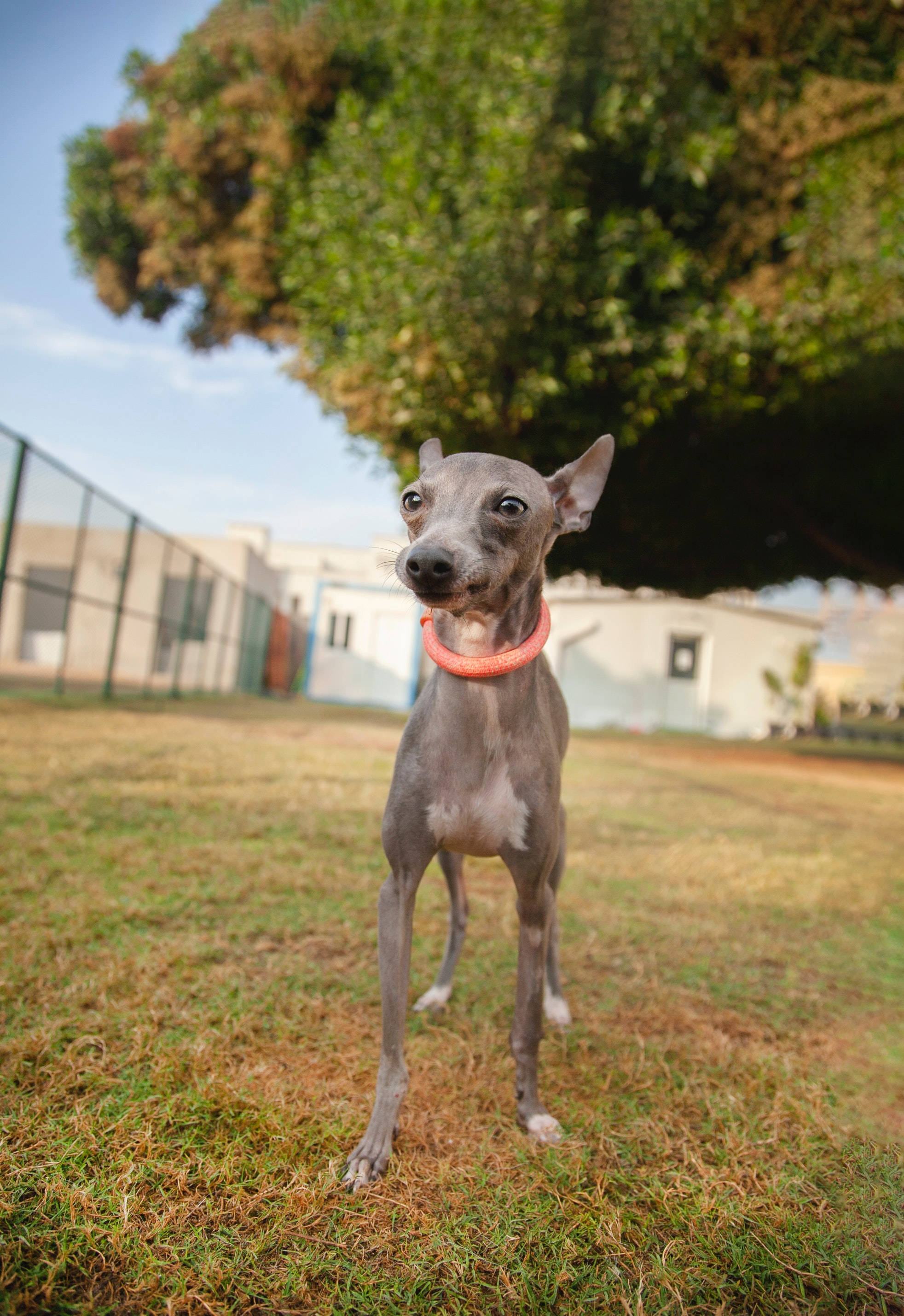 Greyhound i park Wallpapers