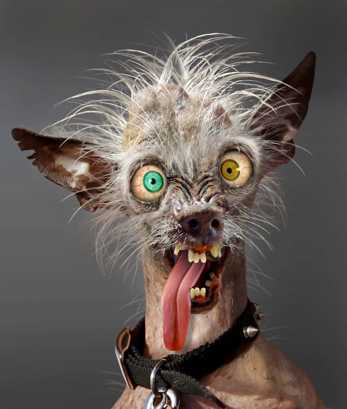 Grim hund med grønne og gule øjne billeder Wallpapers