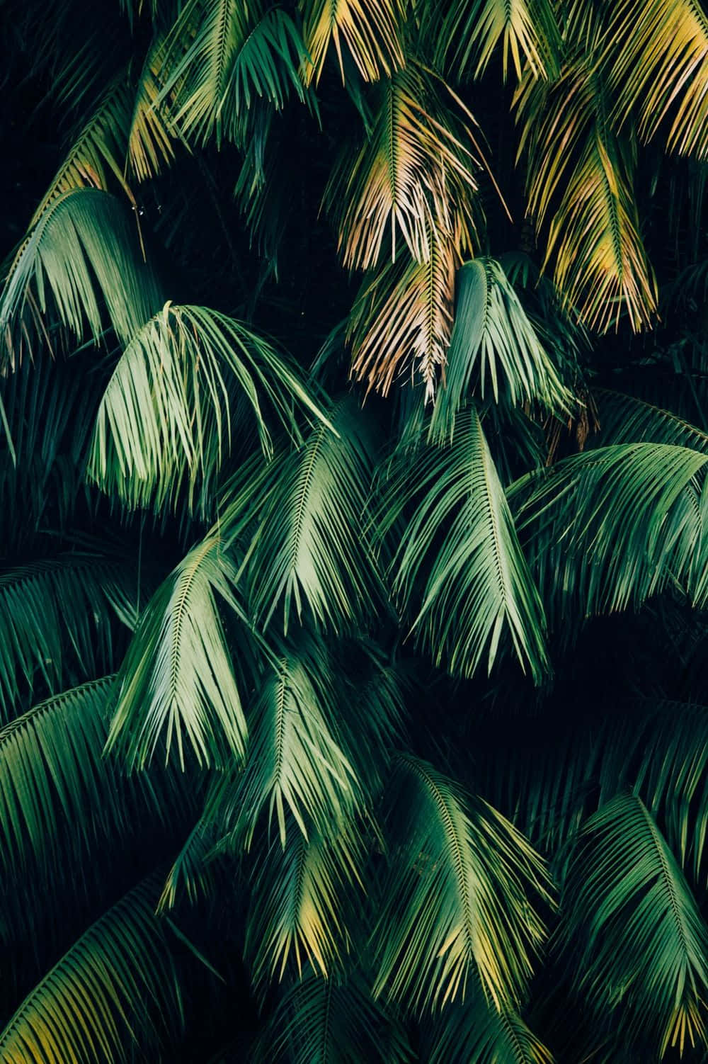 Grøn Plante Æstetisk Palmetræ Wallpapers