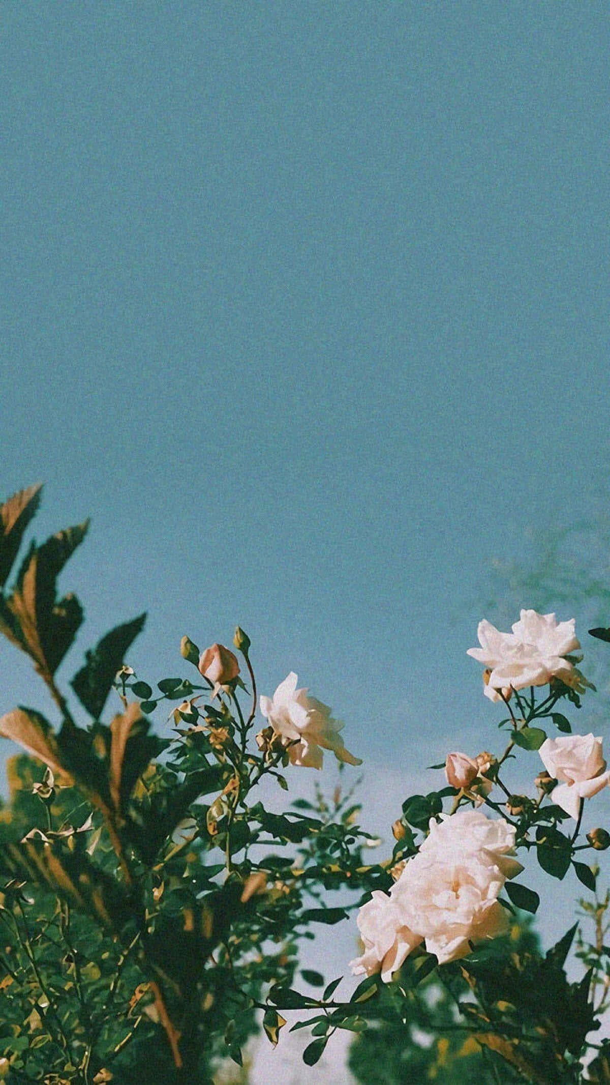 Grøn plante æstetisk rose Wallpapers