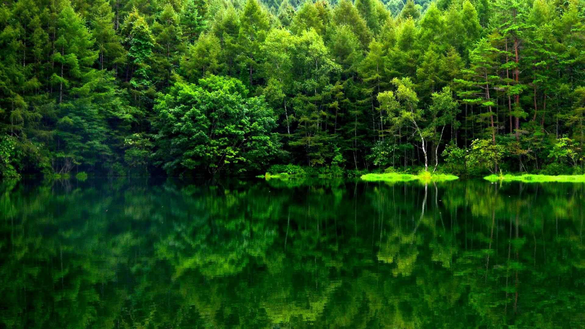 Grøn skovudsigt spejling Wallpapers