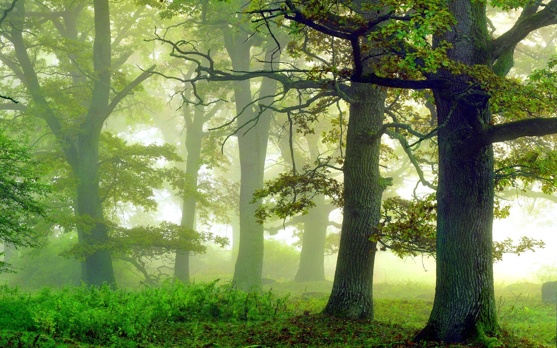 Grøn tåget skov Wallpapers