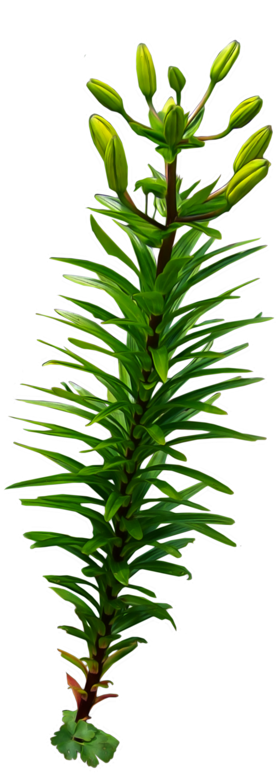 Grøn vandplante med knopper Wallpapers