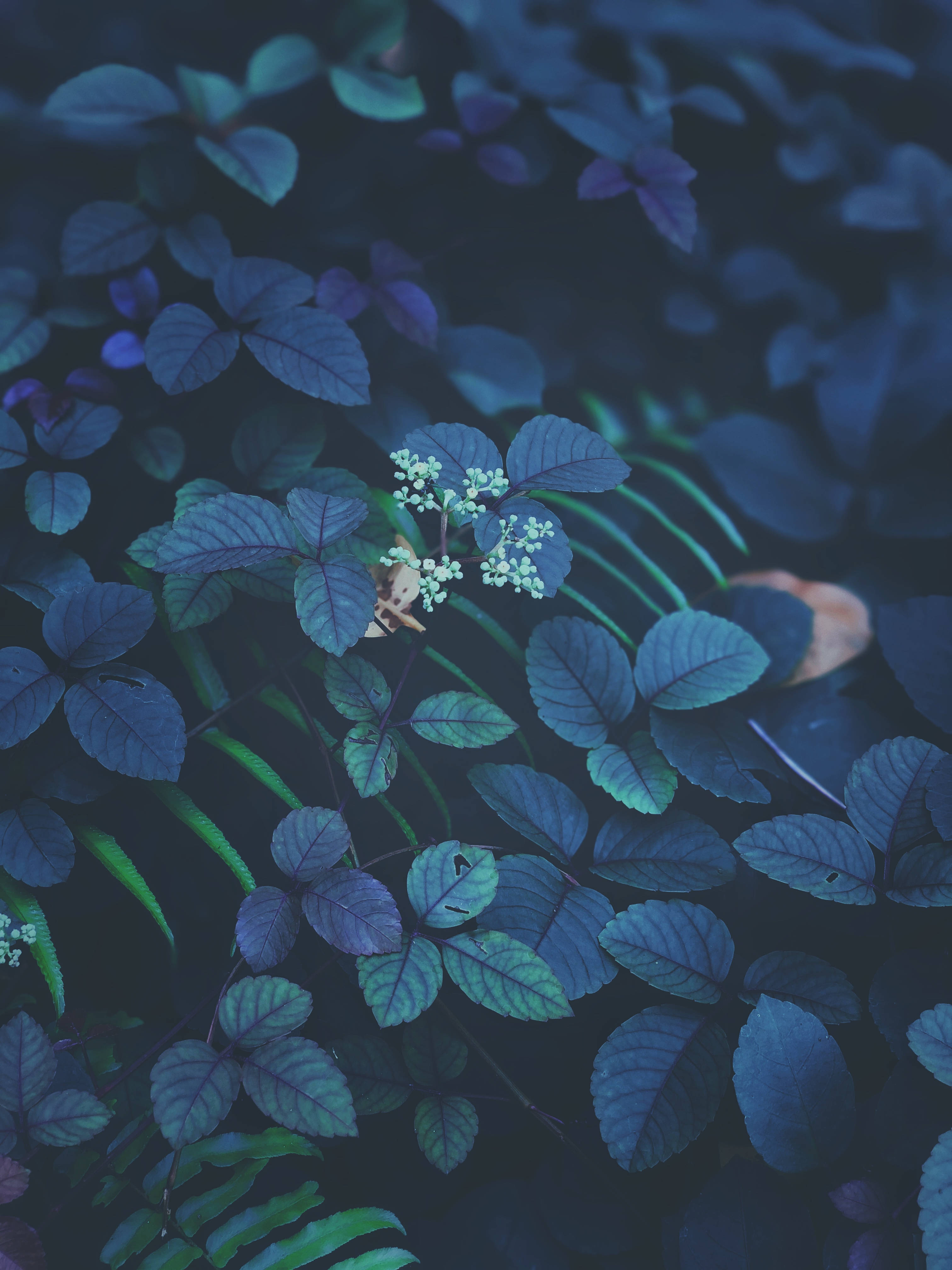 Grønne og lilla blade iOS 13 Wallpapers