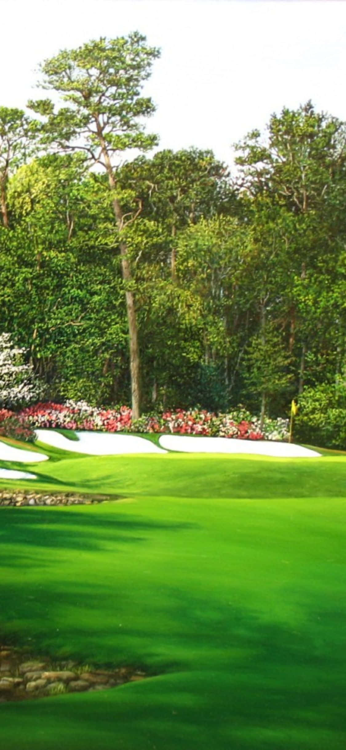 grønt græs på golfbanen Wallpapers