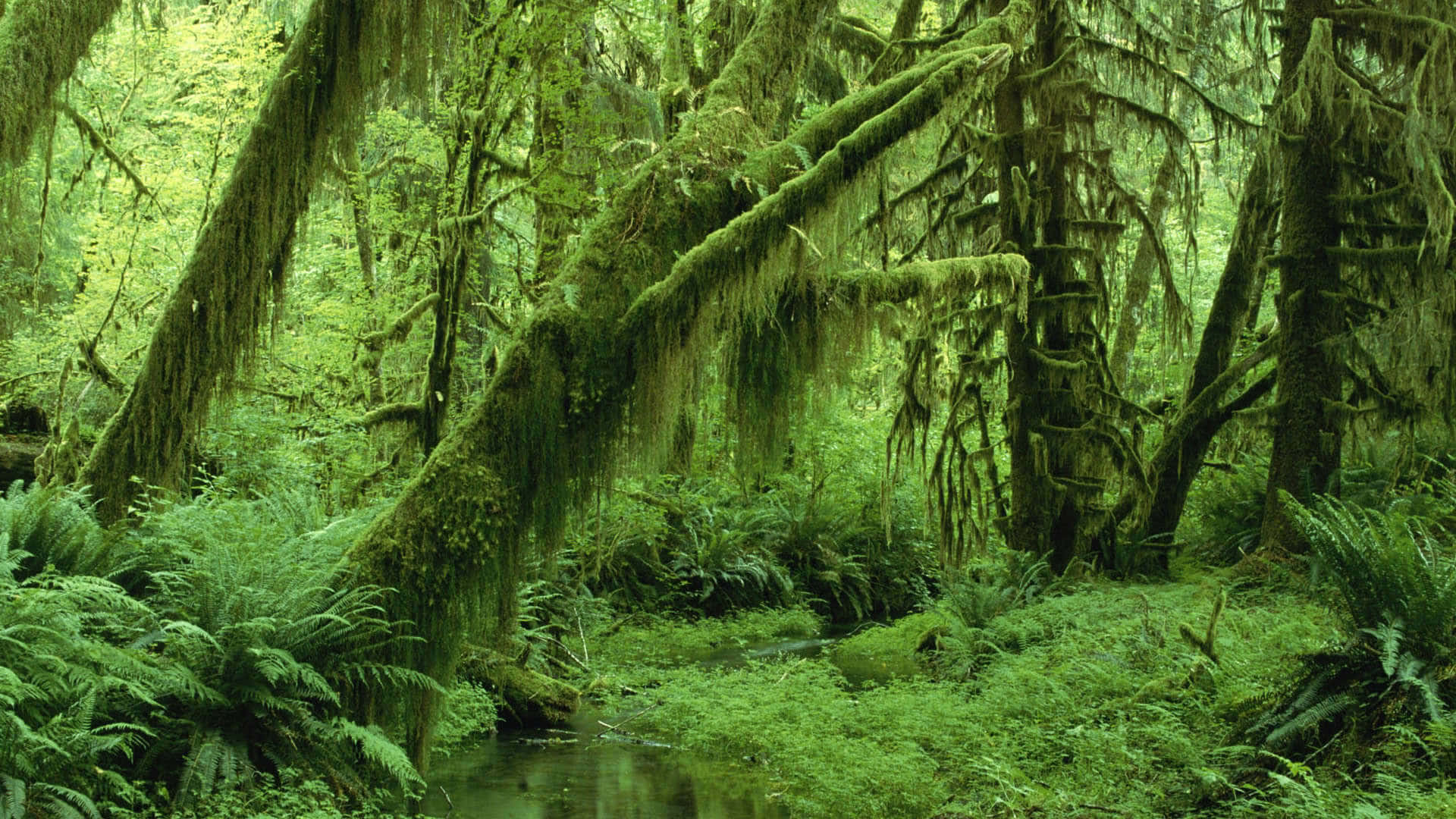 Grøn æstetisk mosklædt jungle skrivebord Wallpapers