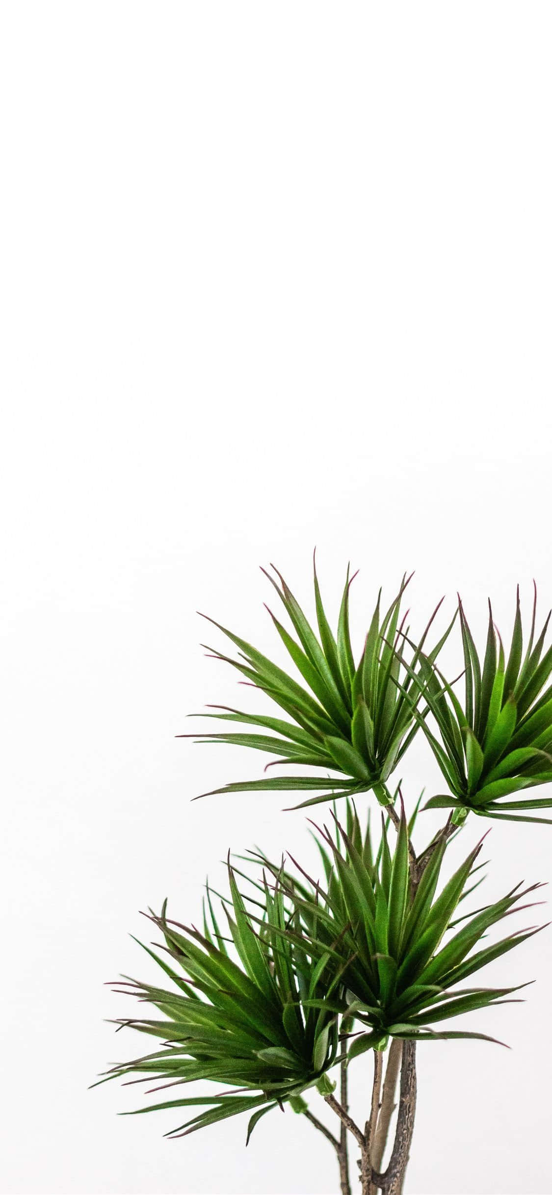 Grøn Dværgplante Æstetik Wallpapers