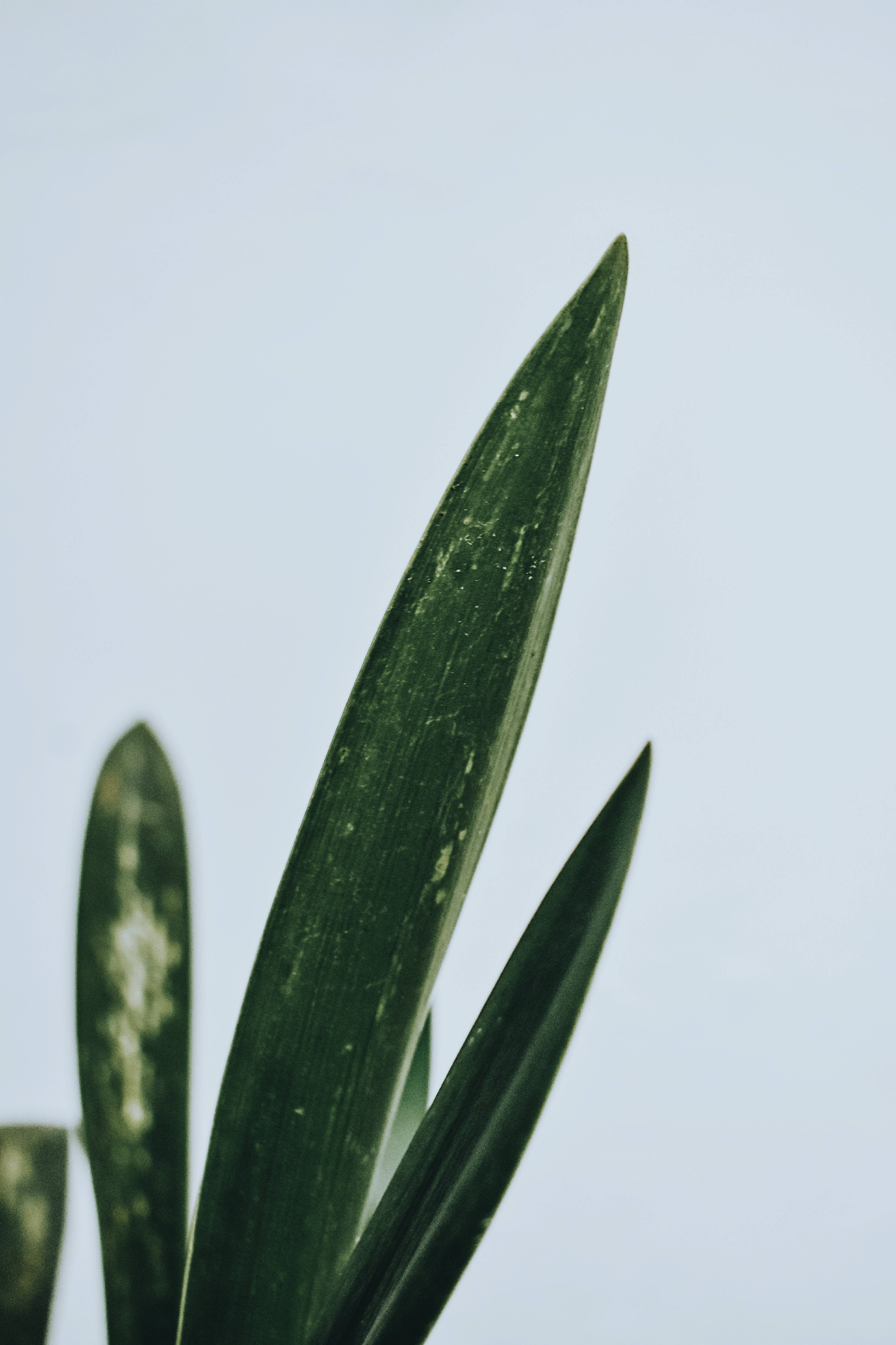 Grøn minimalistisk baggrund Wallpapers