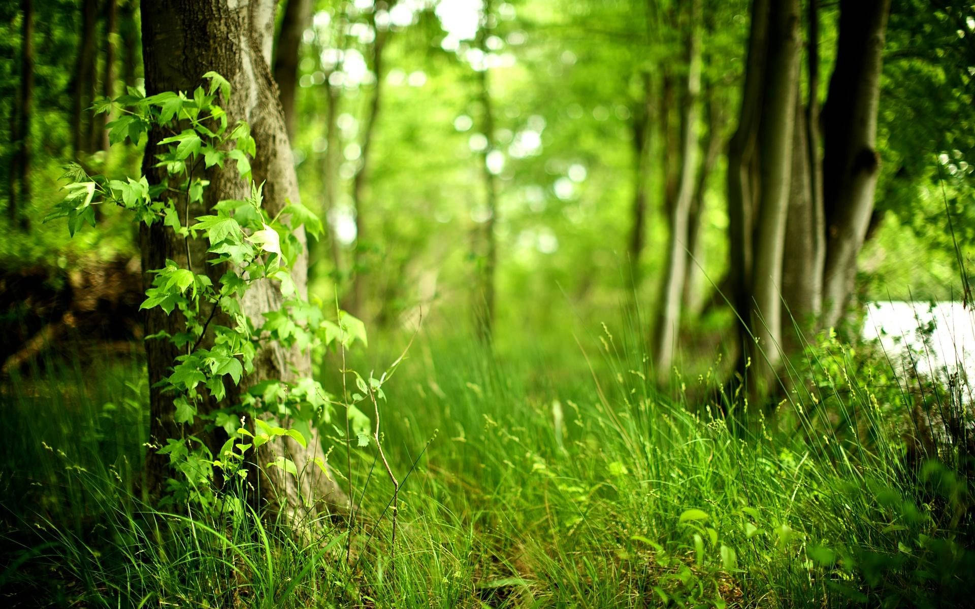 Grøn skovudsigt Wallpapers