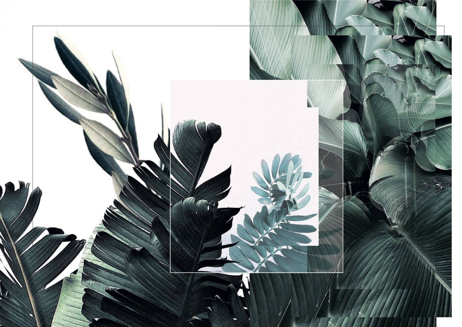 Grønne og hvide blade æstetisk collage Wallpapers