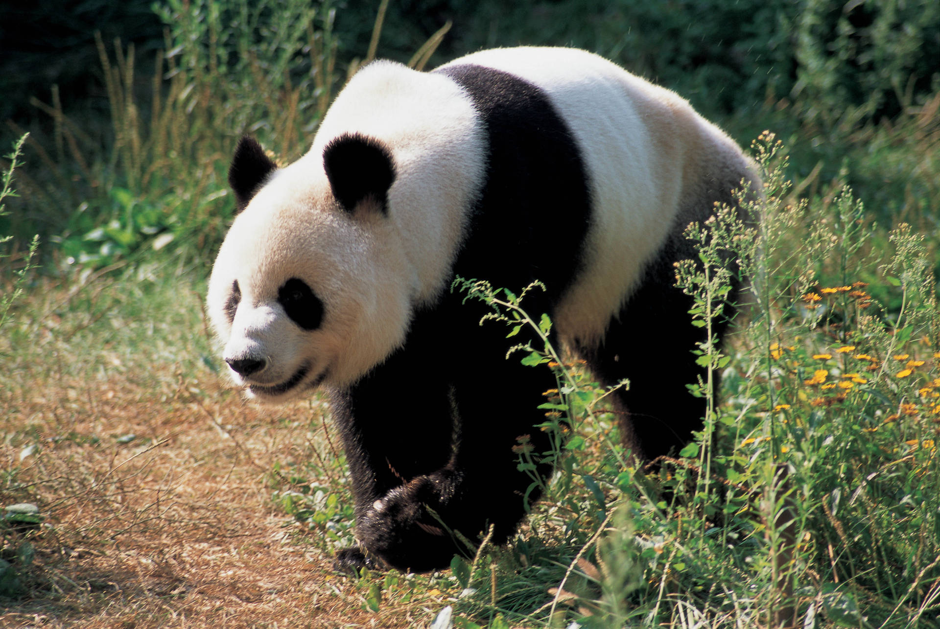 Grønt græs med voksen panda tapet. — Panda Wallpapers