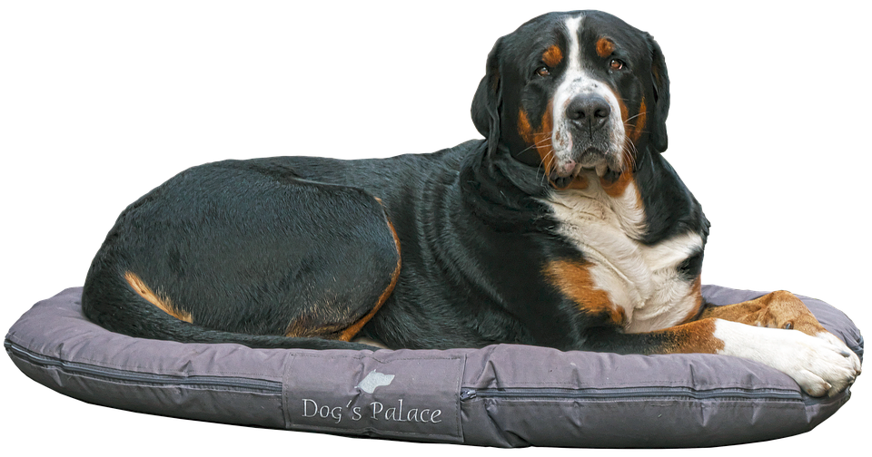 Grosser Schweizer Sennenhund på seng Wallpapers