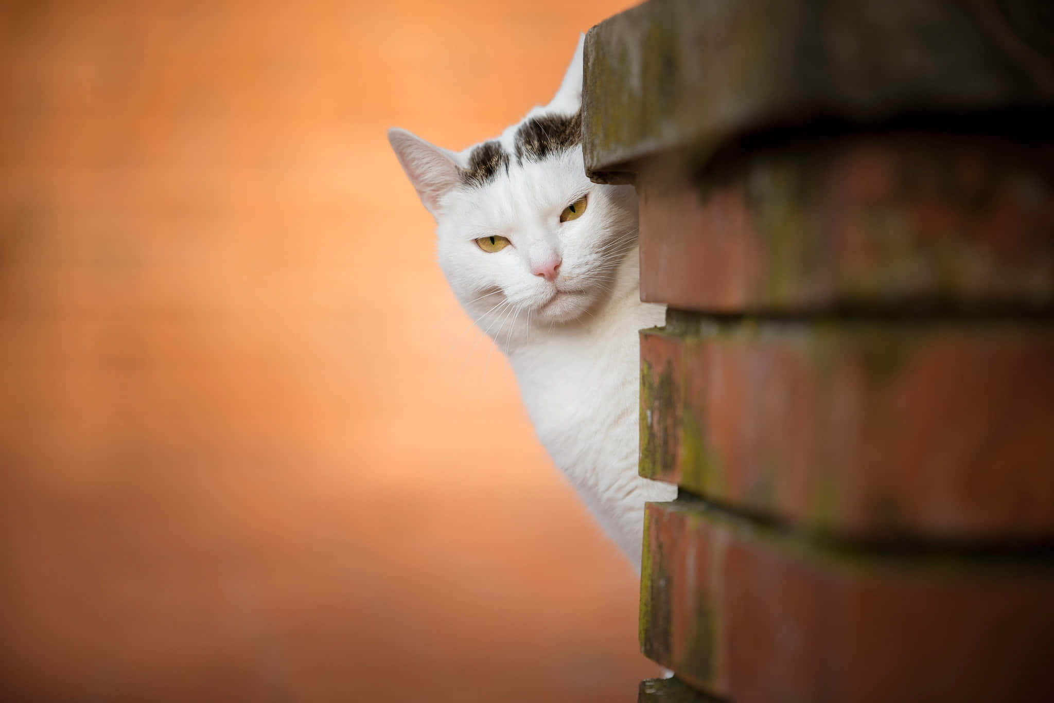Grumpy Cat billeder Wallpapers