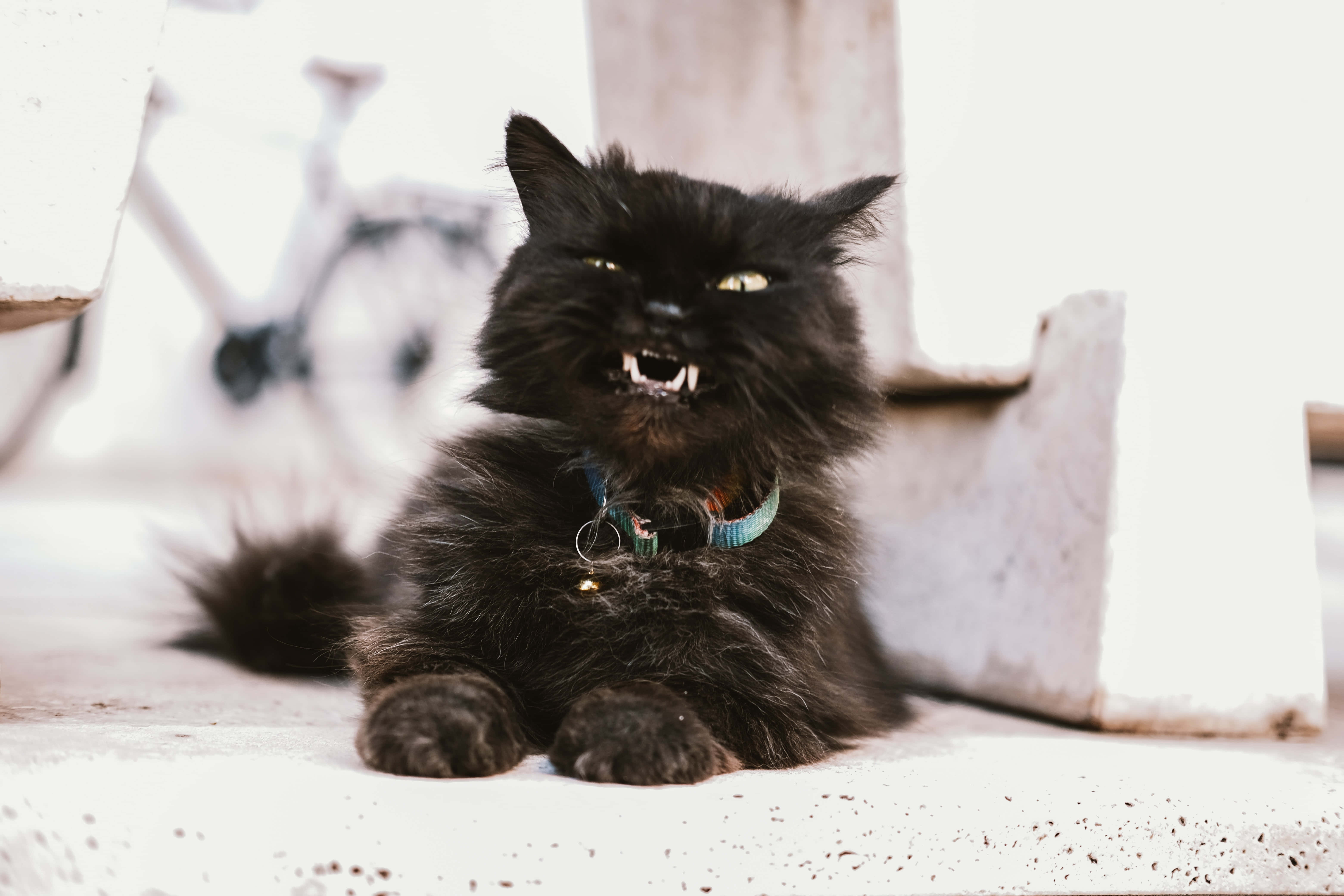 Grumpy Cat stirrer surt Wallpapers