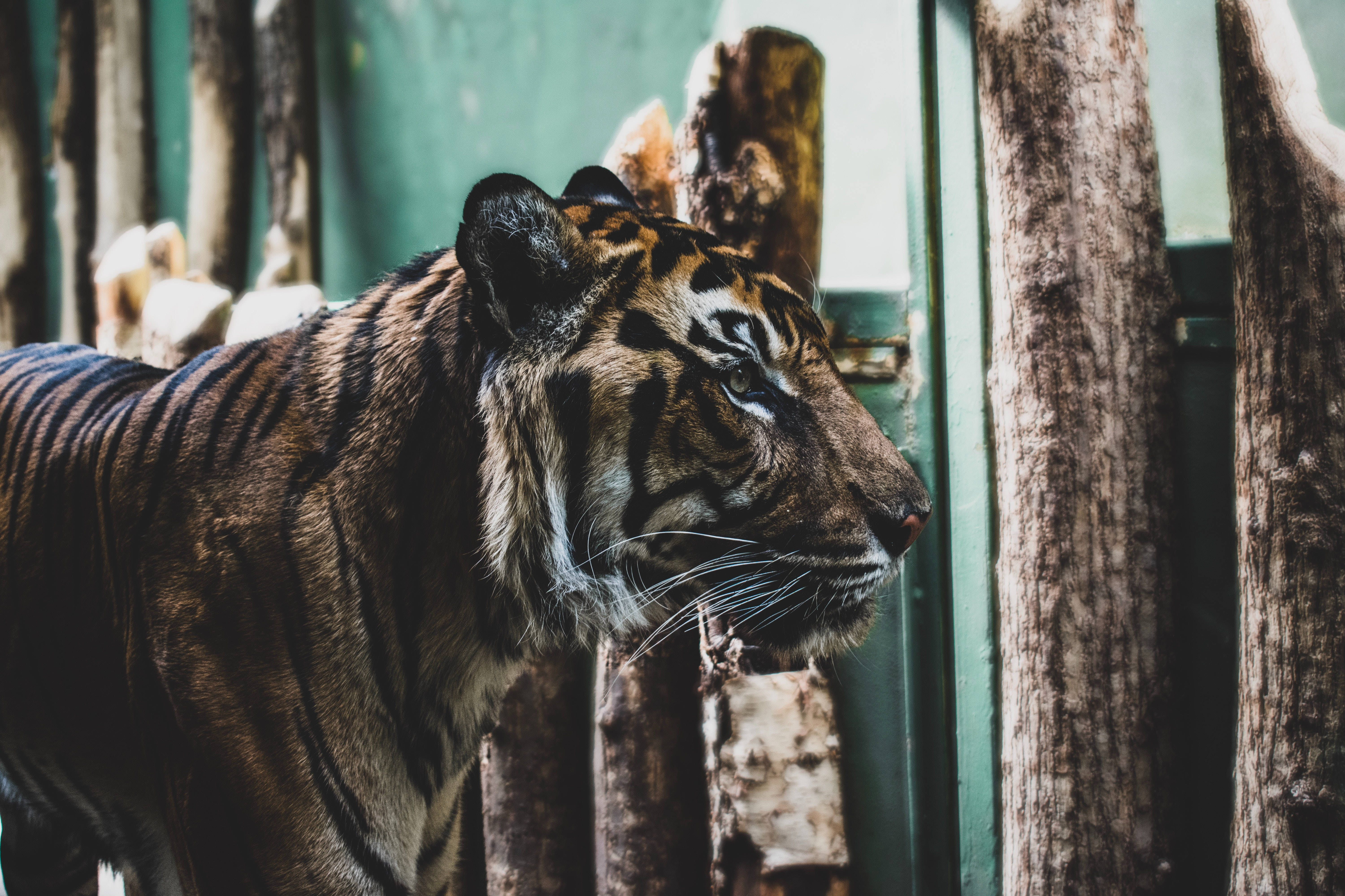 Ægte Tiger HD I Fangenskab Wallpapers