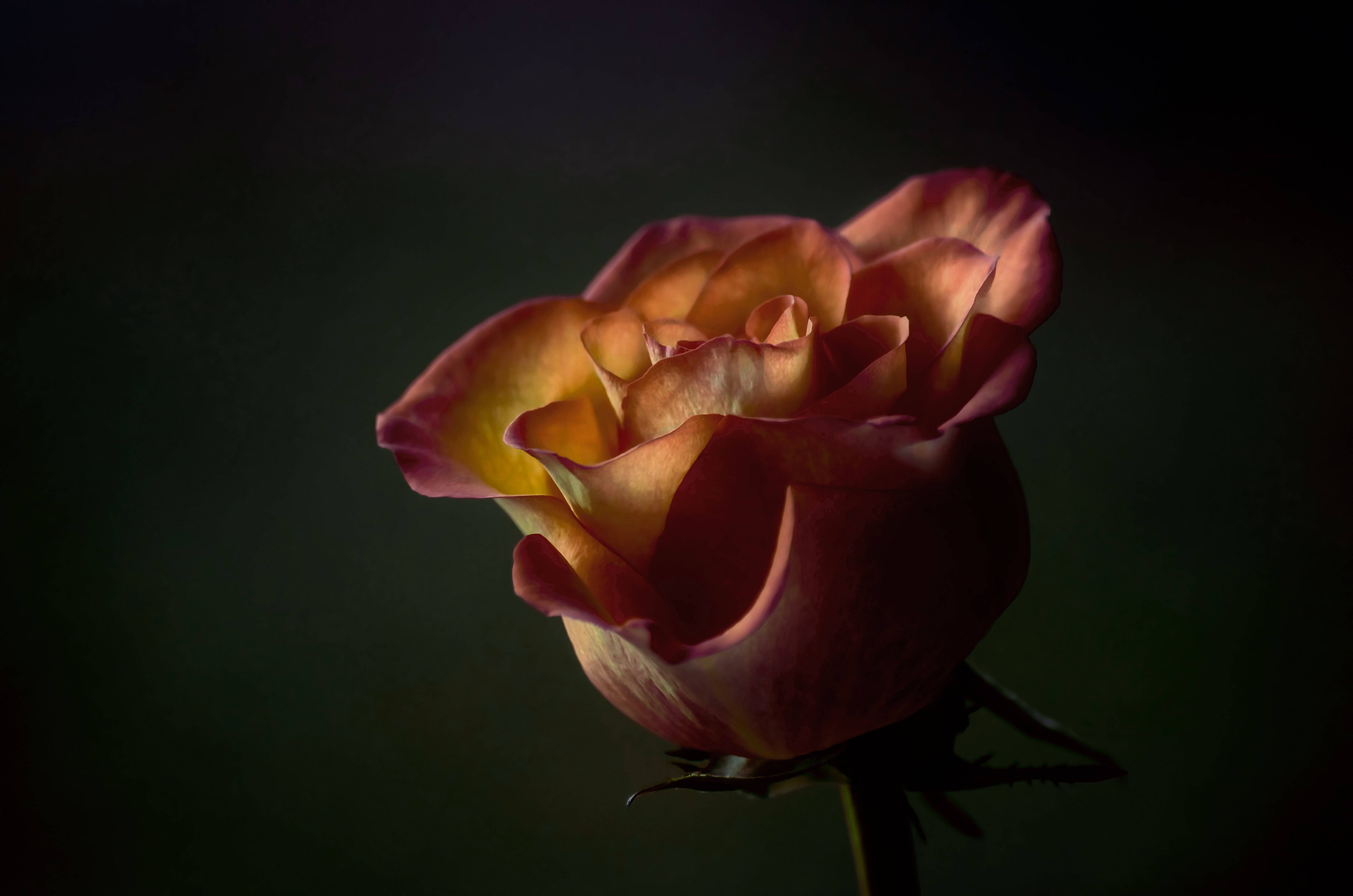 Gul-orange roseblomst Wallpapers