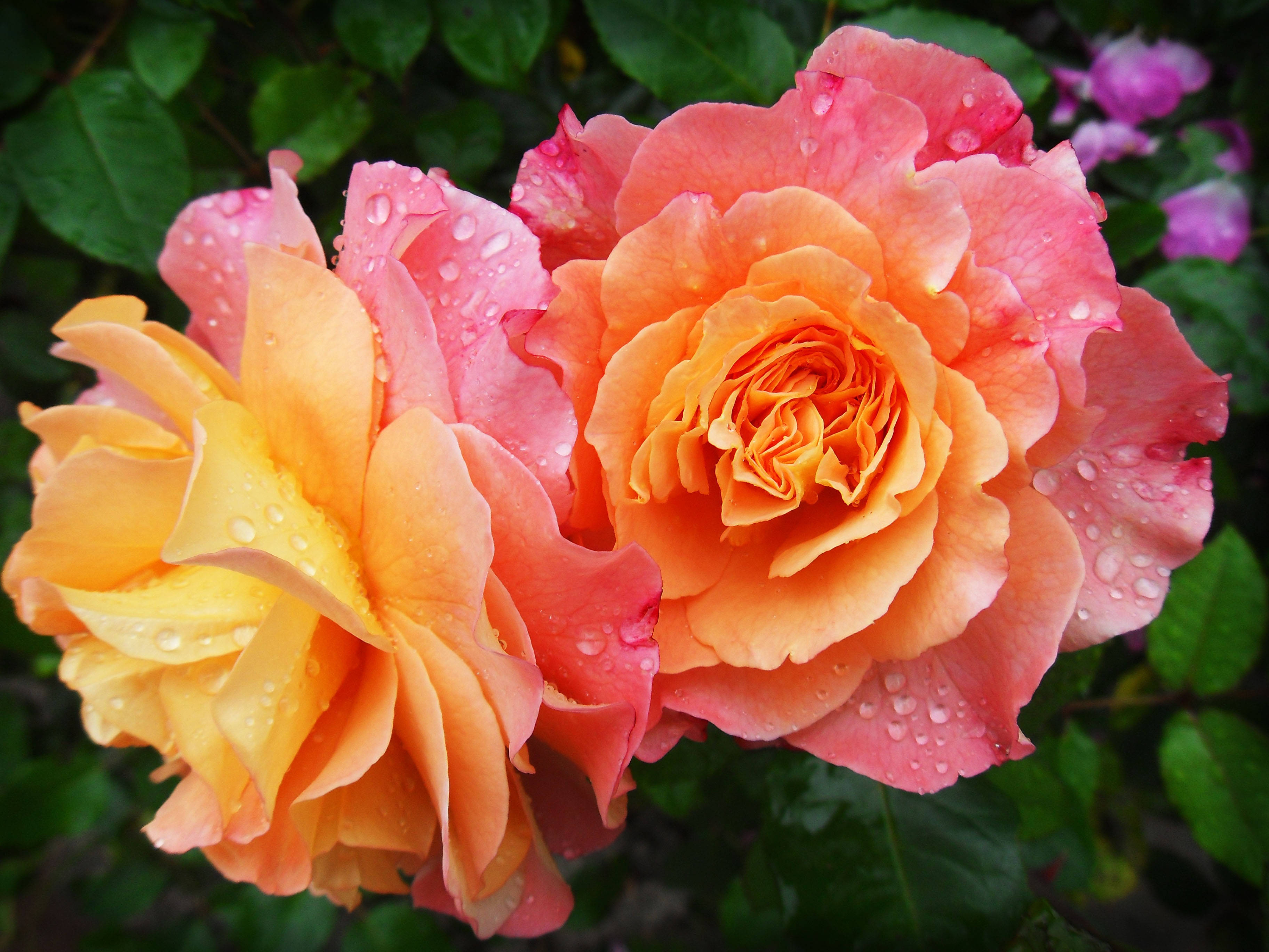 Gul Pink Rose Æstetik Wallpapers