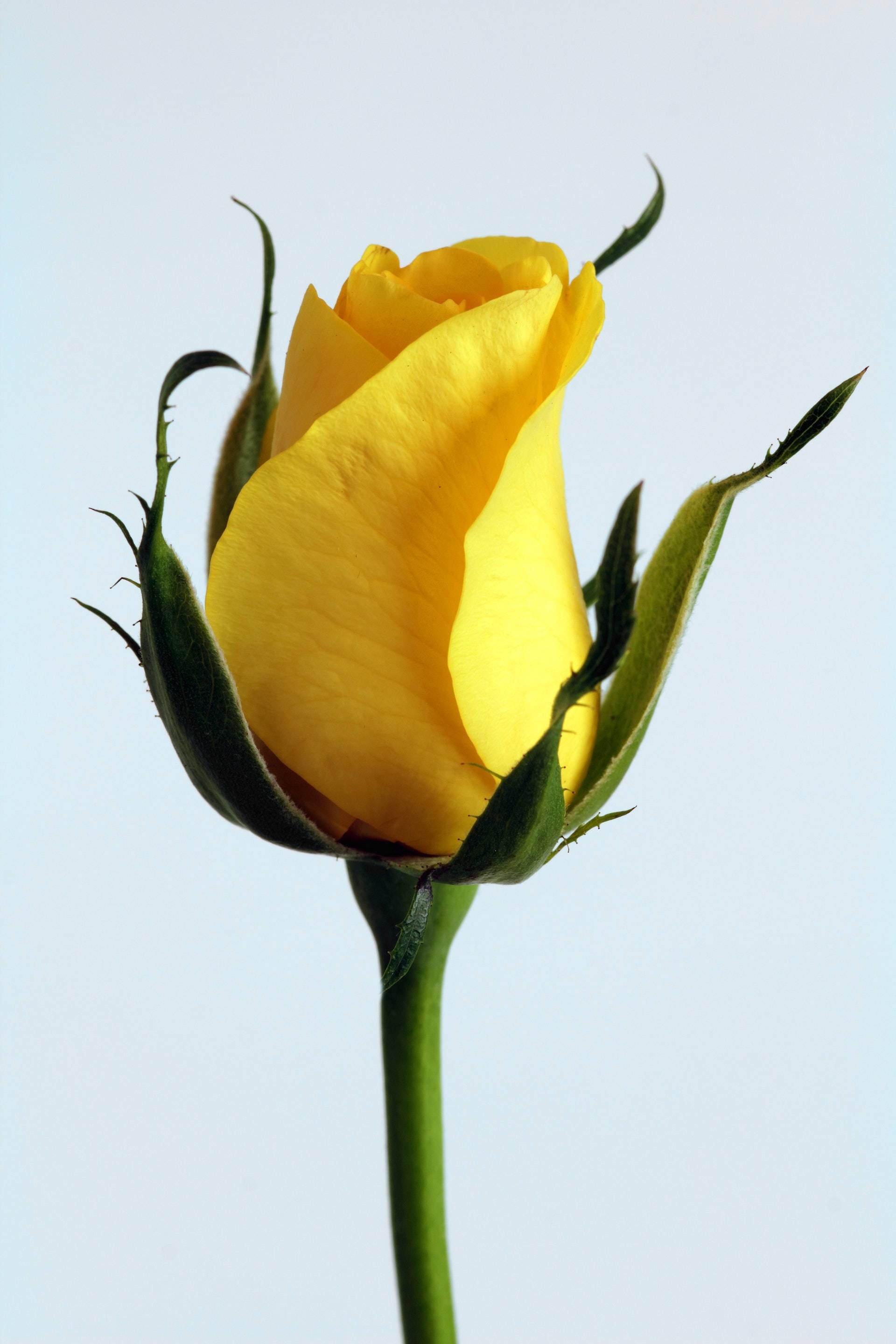 Gul rose æstetik Wallpapers