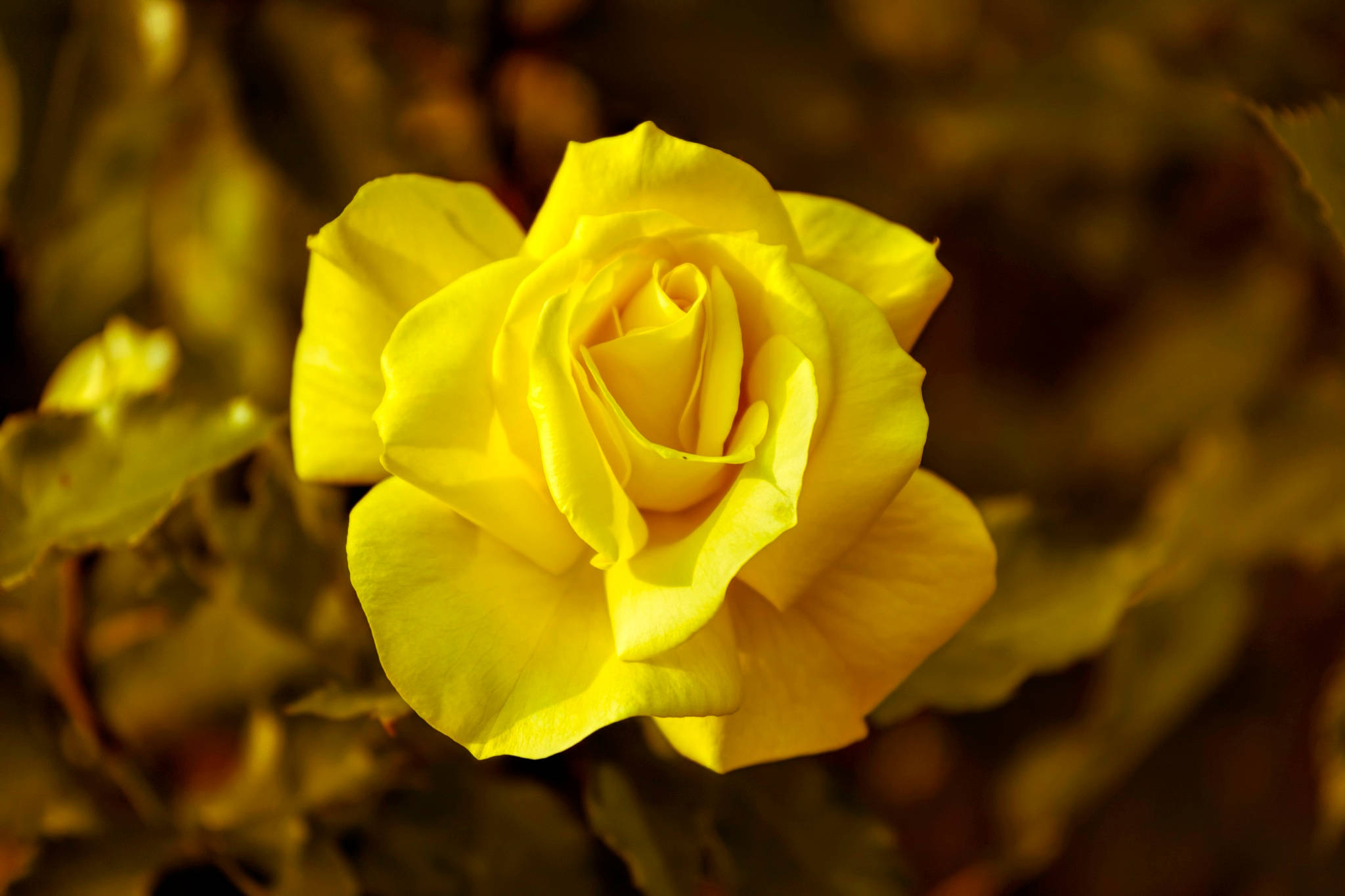 Gul roseblomst Wallpapers