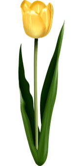 Gul tulipan på sort baggrund Wallpapers