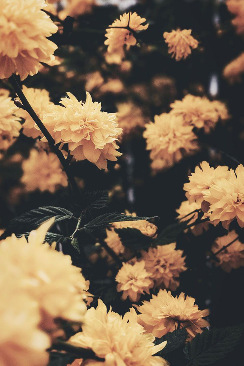 gule blomster i haven Wallpapers