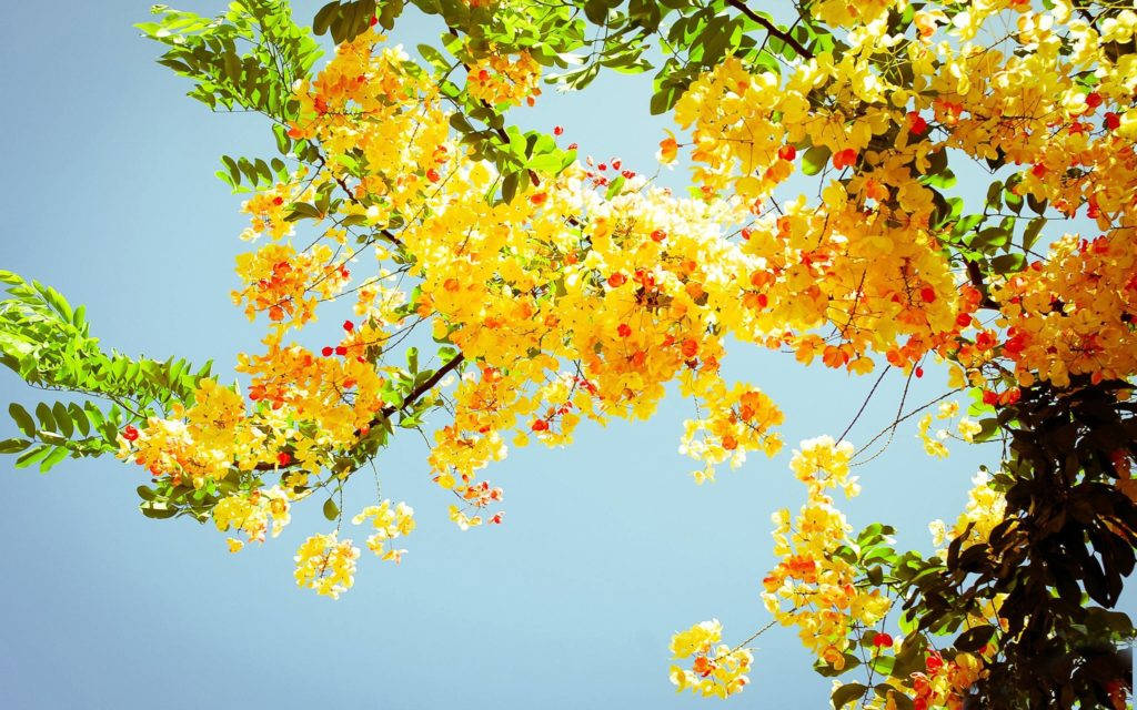Gule blomster på træ sommer skrivebord Wallpapers