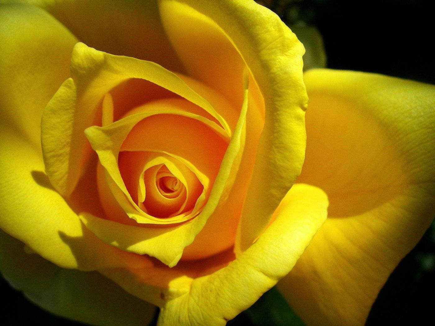Gule roser i skygge Wallpapers