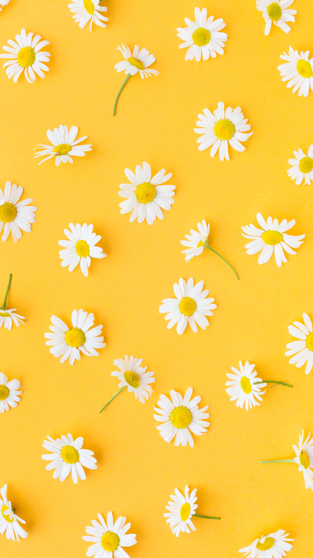 Gule tusindfryd æstetiske billeder Wallpapers