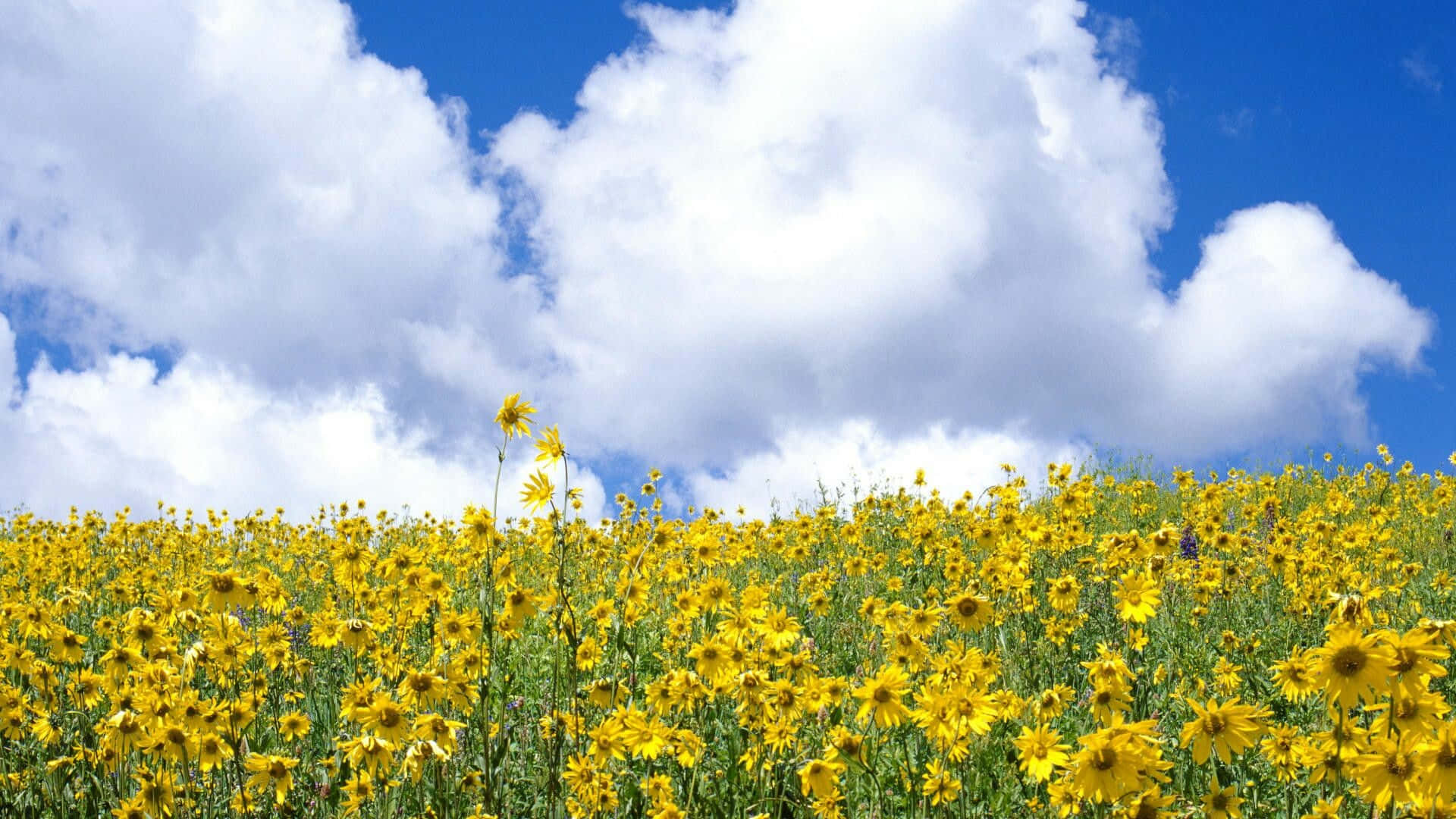 Gule vilde blomster sommerbillede Wallpapers