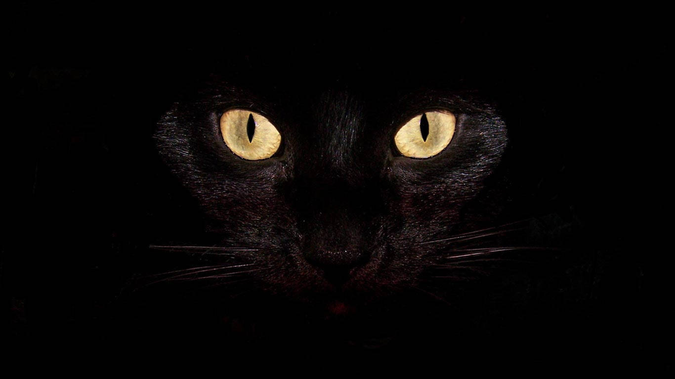 Guløjet kat fedeste skrivebord Wallpapers