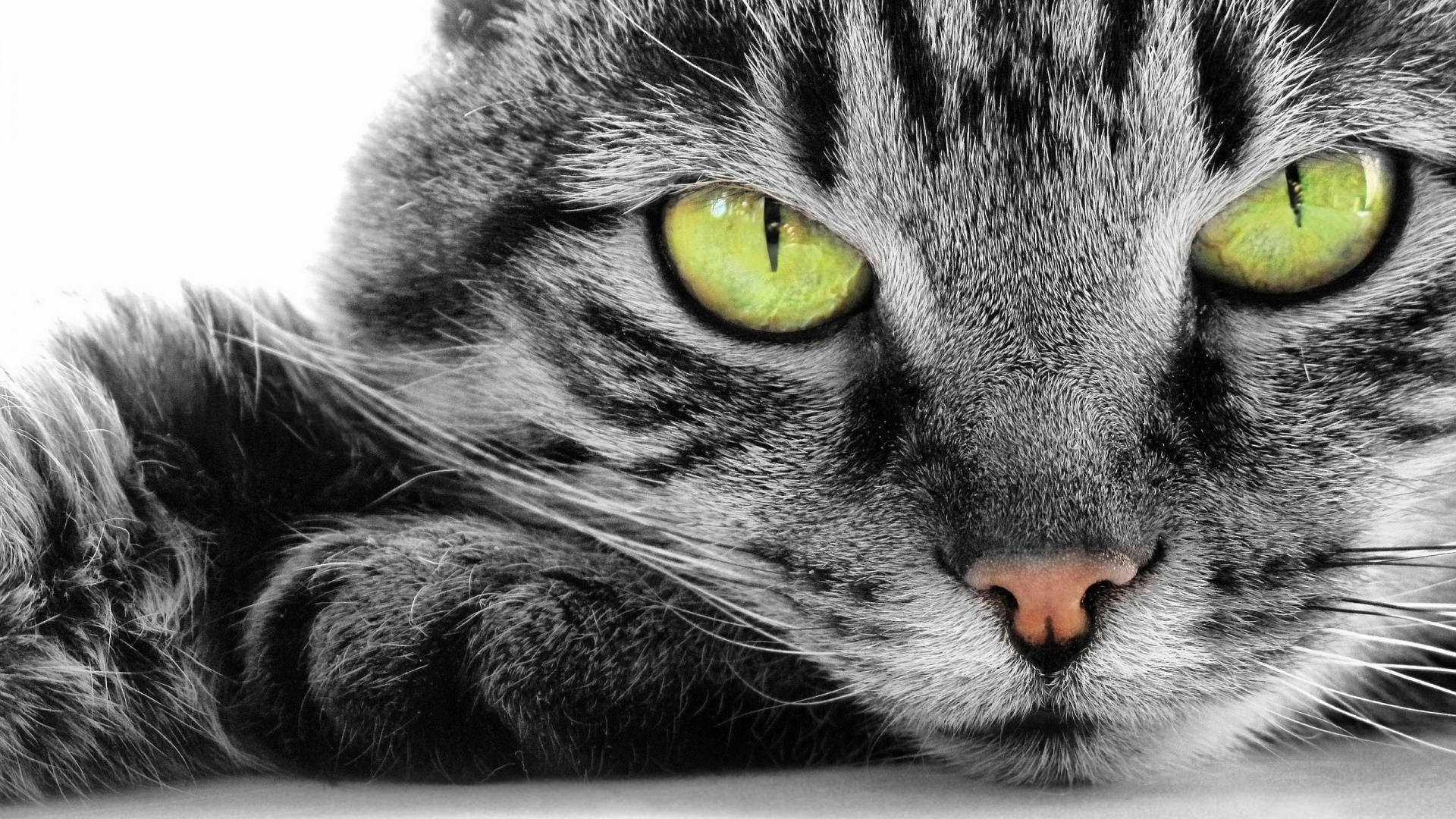 Guløjet kat og computer Wallpapers