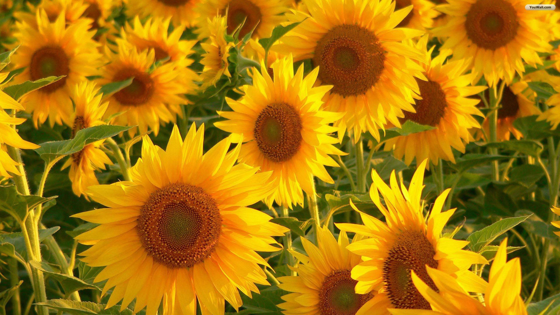 Gult æstetisk solsikkemark Wallpapers