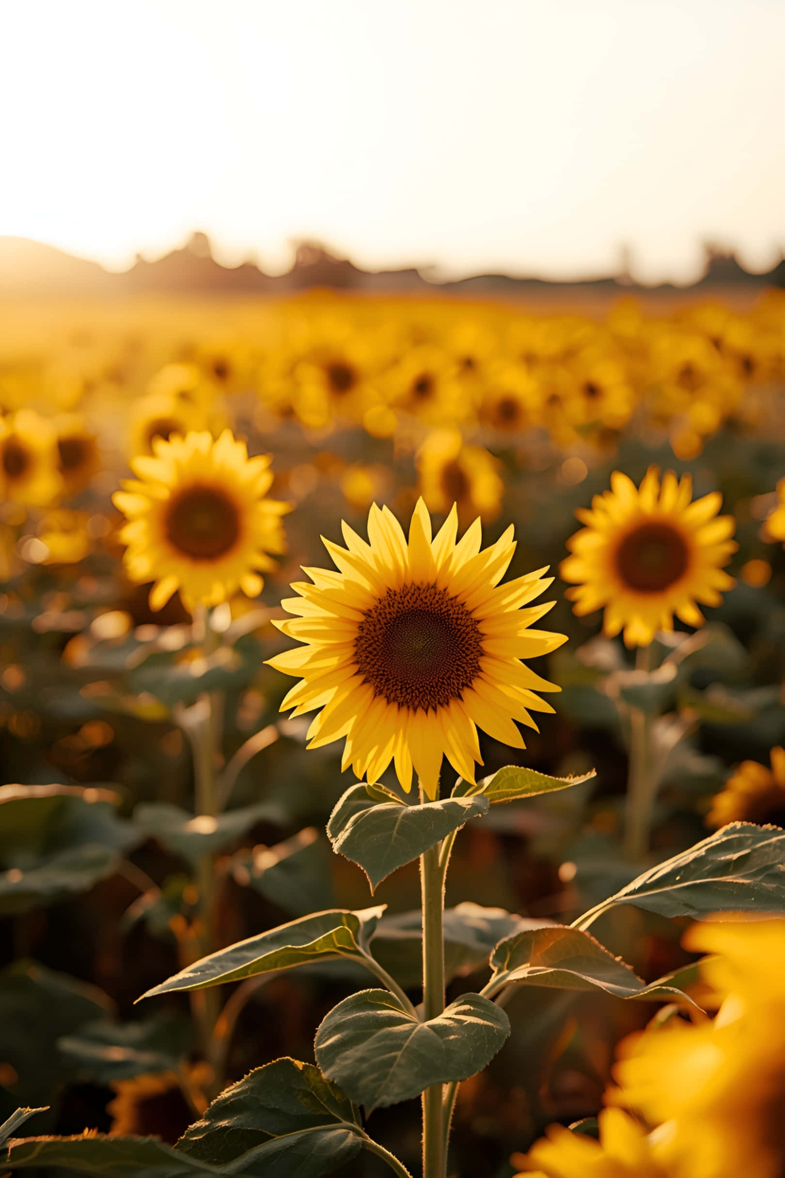 Gyldent solsikkemark ved solnedgang tapet Wallpapers