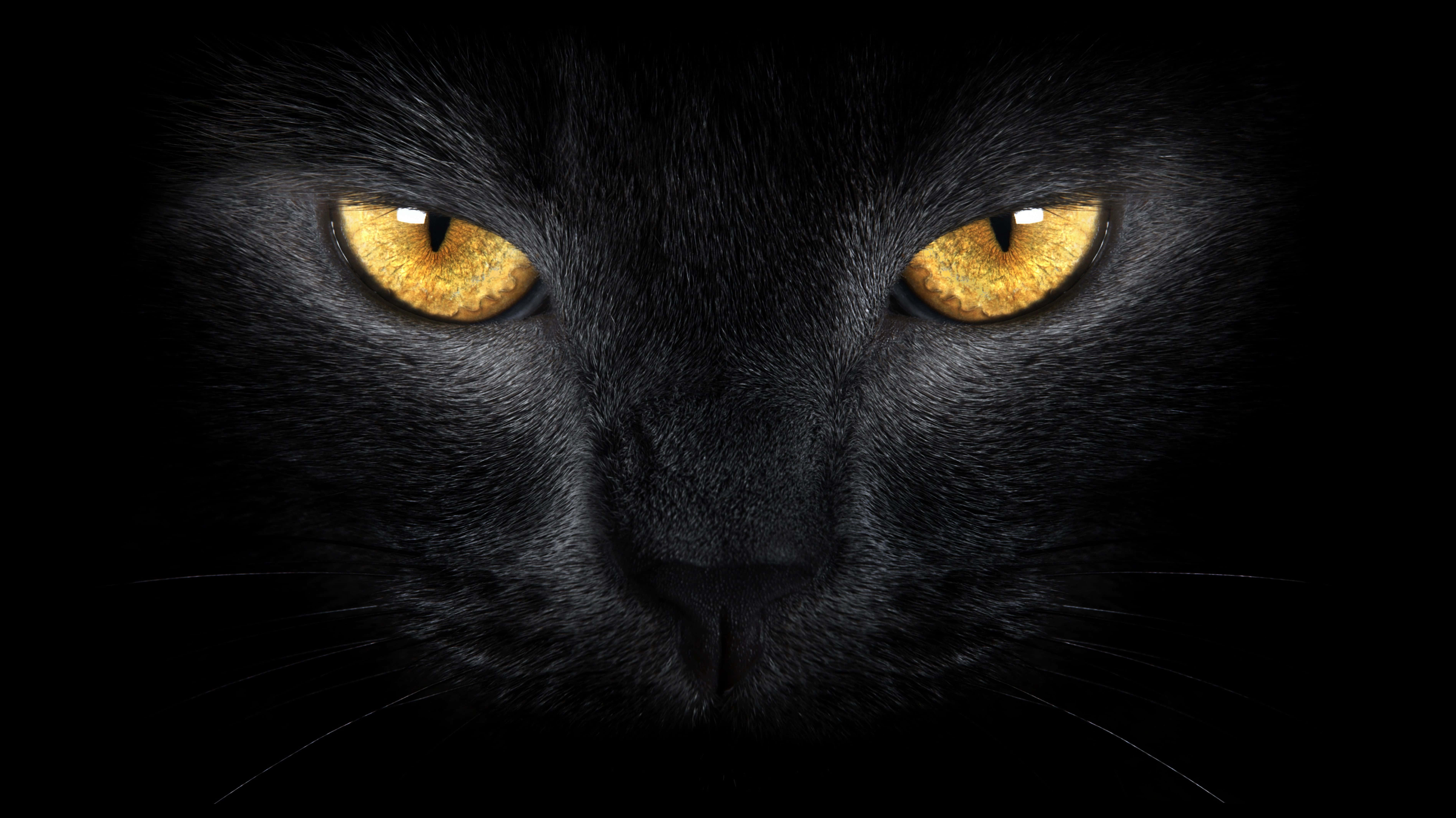 Gyldne katteøjne sort Wallpapers