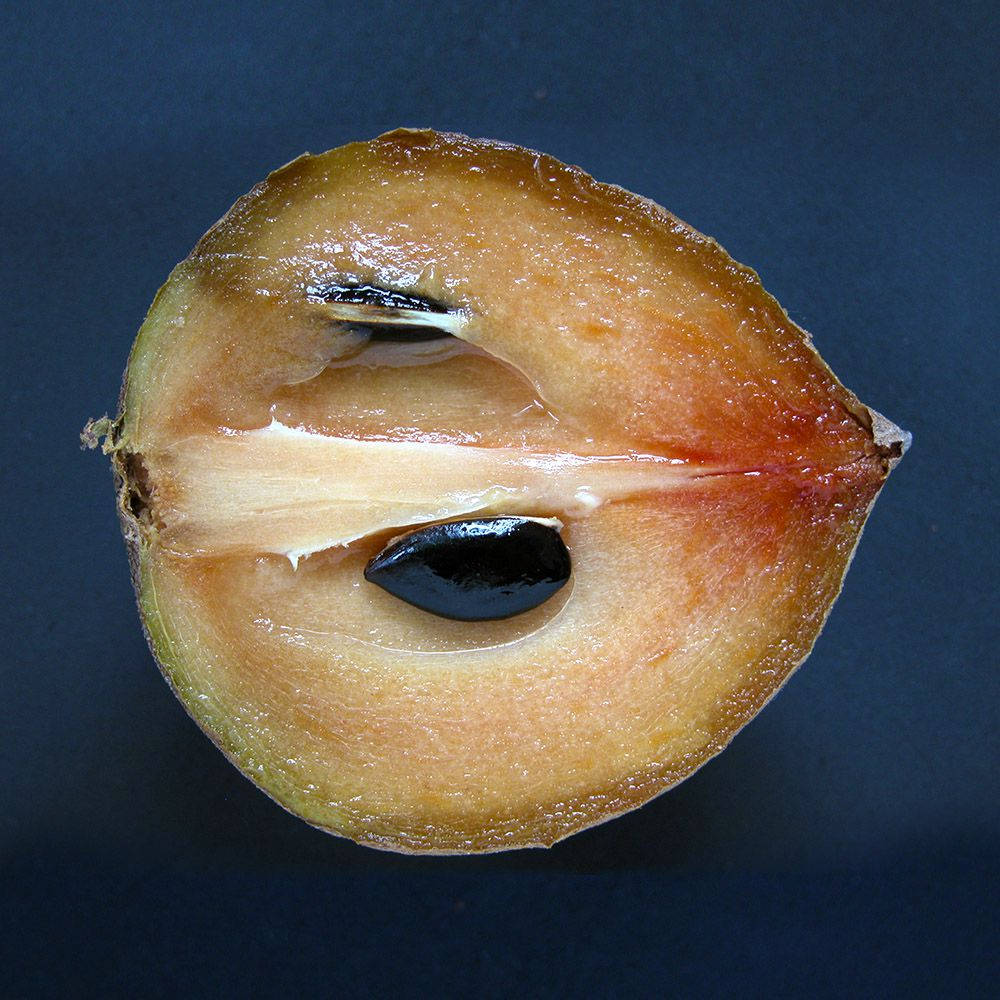 Halveret sapodillafrugt Wallpapers