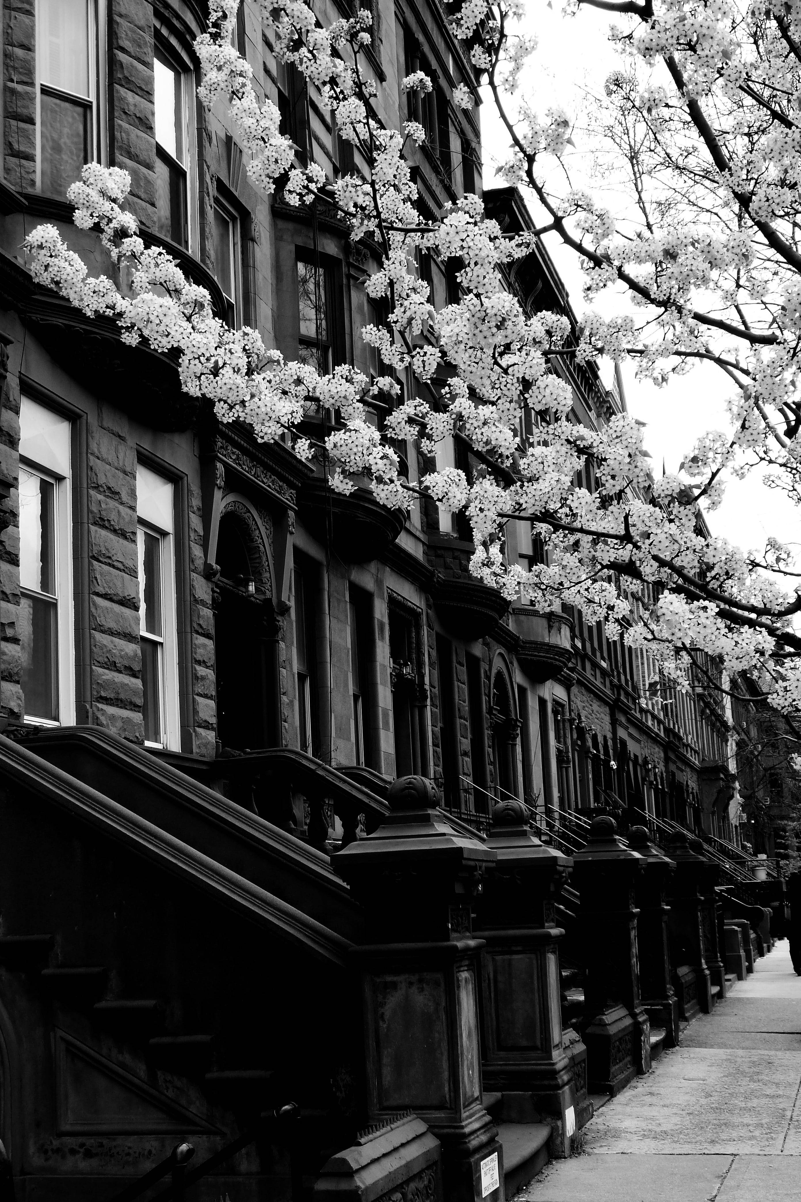Harlem kvarter New York sort og hvid Wallpapers