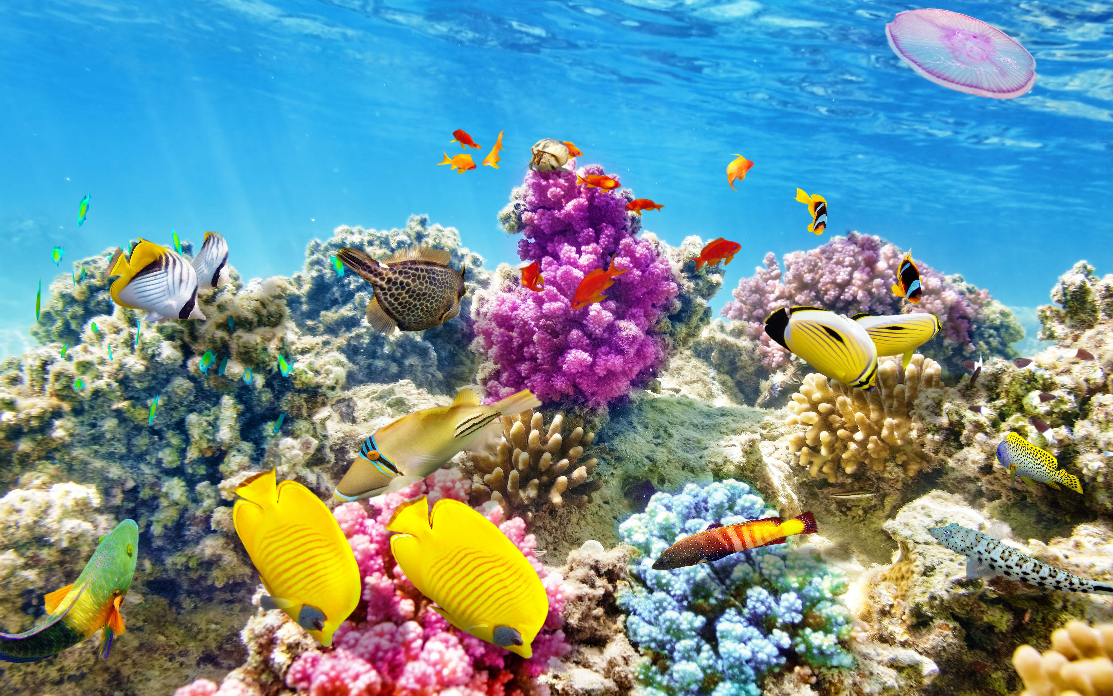 Havbundskoraller Live 3D Wallpapers