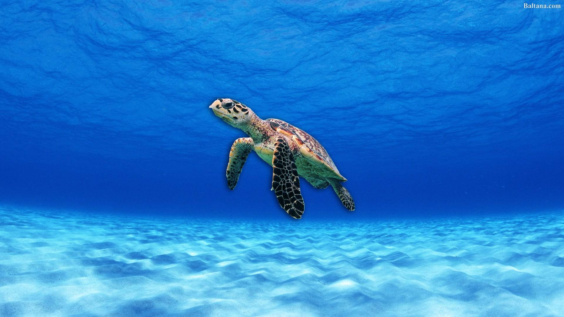 Havskildpadde under et klart blåt hav Wallpapers
